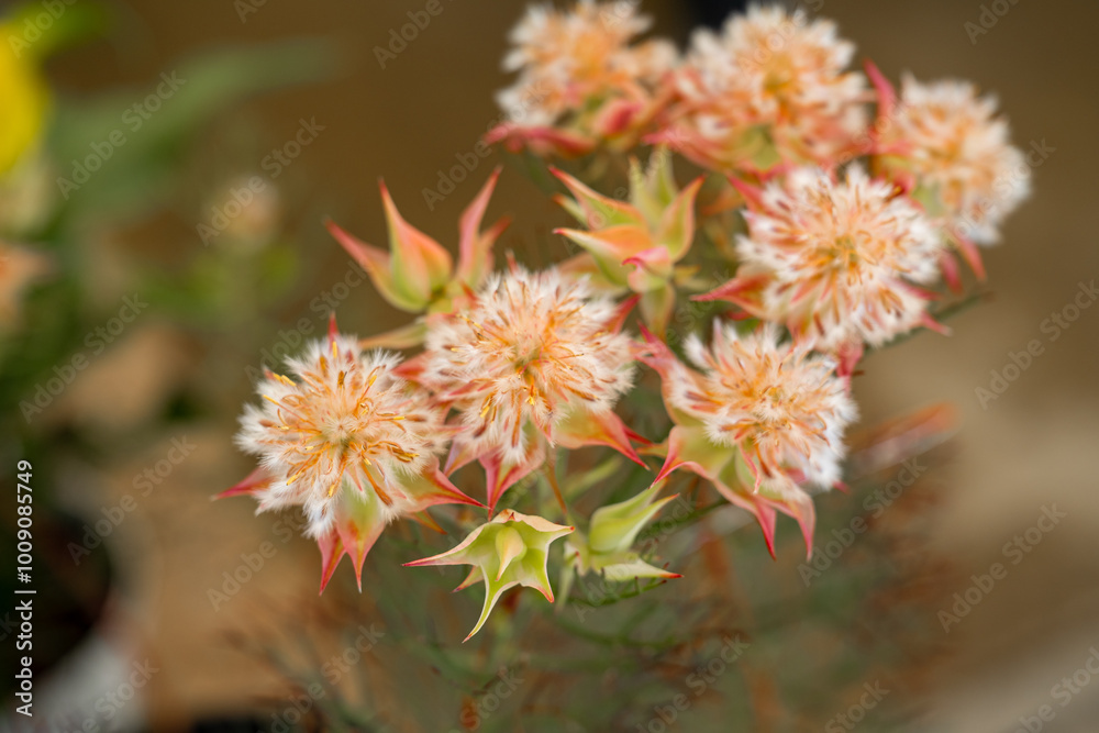 Blushing Bride ( Serruria florida ) in the garden. Blushing Bride ( Serruria florida ) in the garden.