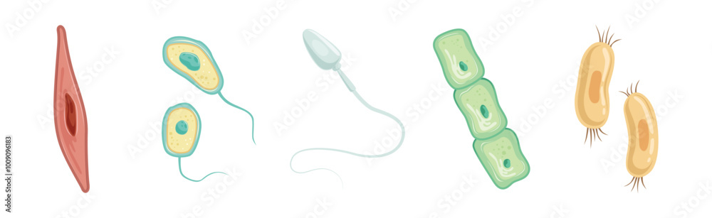 Different Microorganisms and Protozoa Cells as Microbiology Organism Vector Set Different Microorganisms and Protozoa Cells as Microbiology Organism Vector Set