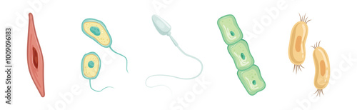 Different Microorganisms and Protozoa Cells as Microbiology Organism Vector Set
