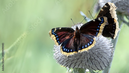 Fototapeta Naklejka Na Ścianę i Meble -  Two Camberwell Beauties (Nymphalis Antiopa)