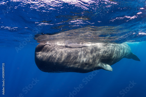 Sperm Whale - Physeter macrocephalus, iconic huge sea mammal and the largest toothed predator from worldwide seas and oceans, Indian ocean, Mauritius.