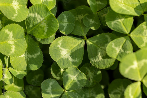 Green clover leaves forming a natural background in springtime