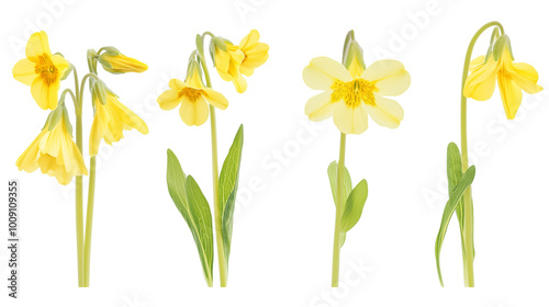 set of yellow cowslip flowers isolated on transparent background