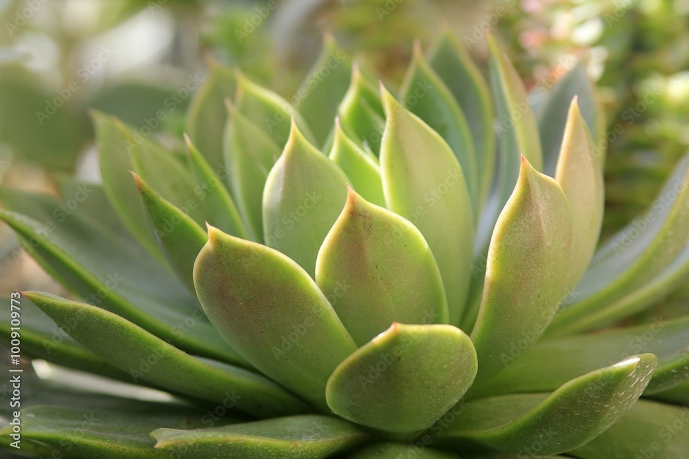 Leaves of different succulents on a blurry background Leaves of different succulents on a blurry background