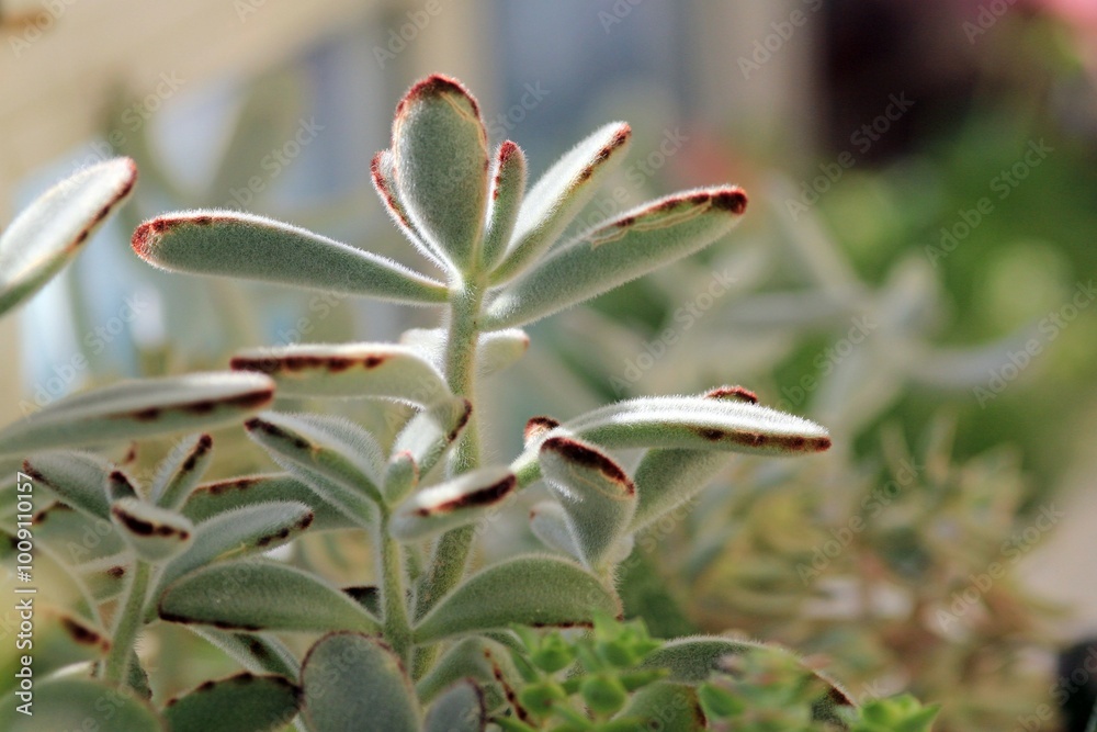 Leaves of different succulents on a blurry background Leaves of different succulents on a blurry background