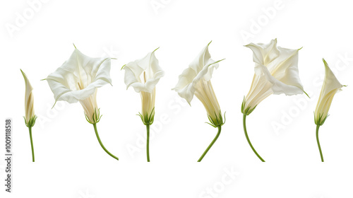 set of white datura flowers isolated on transparent background