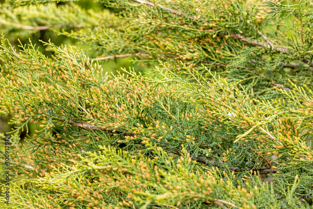 Fototapeta premium Eastern red cedar tree showing pollen cones in spring