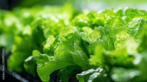 A close-up of leafy greens in a hydroponic system, with their roots suspended in oxygenated water photo