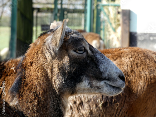 European mouflon sheep in Wismar Zoo, Germany