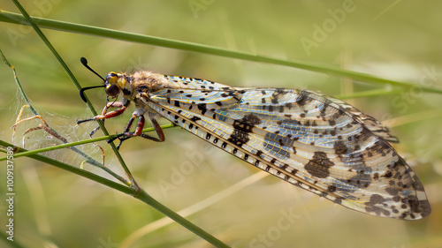 Antlion - Palpares libelluloides photo