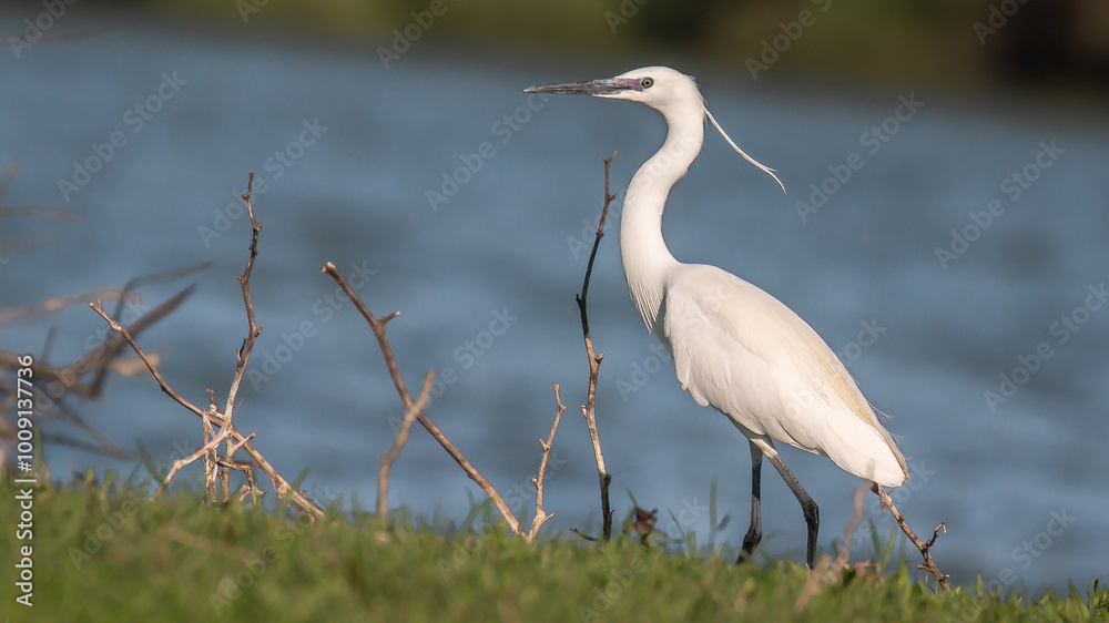 Fototapeta premium Little egret - Egretta garzetta