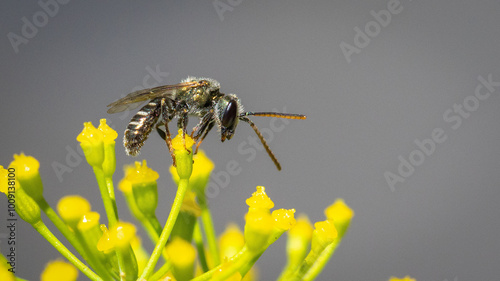 Sweat bee - Lasioglossum discum