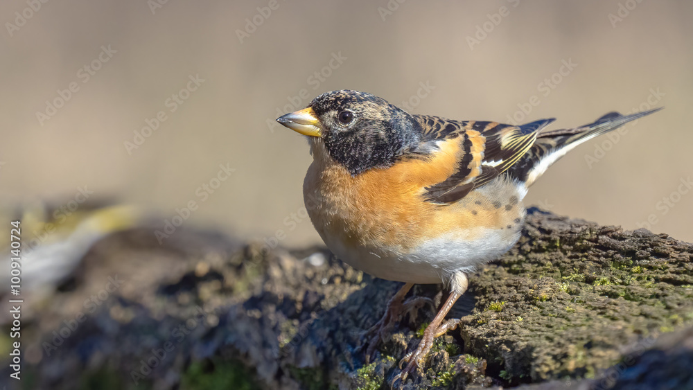 Fototapeta premium Brambling - Fringilla montifringilla