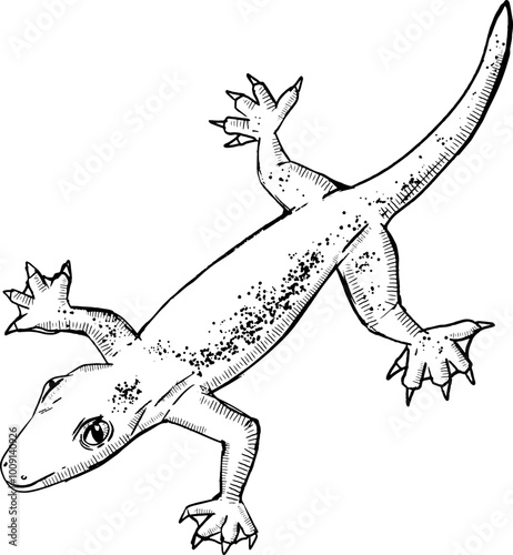 sketch lizard