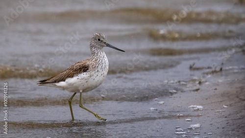 Common greenshank - Tringa nebularia
