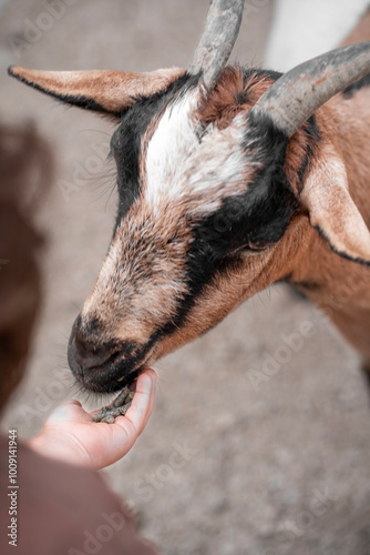 Animali della fattoria photo