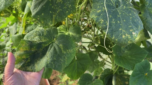 Close-up cucumber leaves with mosaic yellow spots infected by downy mildew or Pseudoperonospora cubensis in the garden. Cucurbits vegetables disease. photo