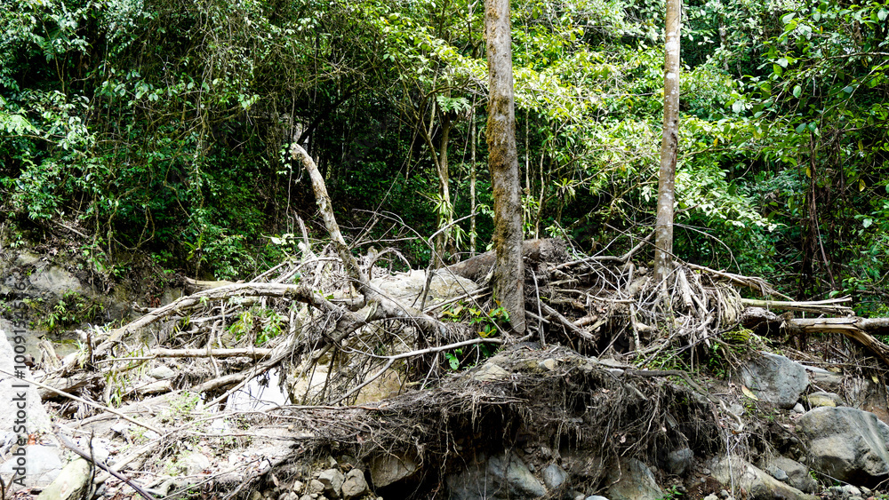 Fototapeta premium Trees fall in the river due to flash floods in the middle of the forest