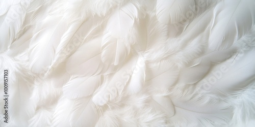 White feathers texture wedding female person.