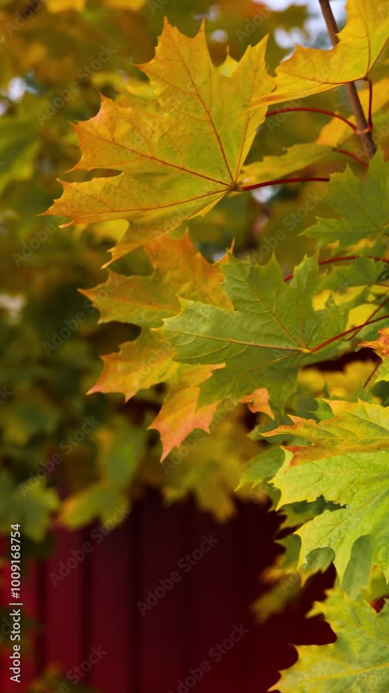 Yellow-green maple leaves are swaying in the wind. Close-up. Yellow-green maple leaves are swaying in the wind. Close-up.