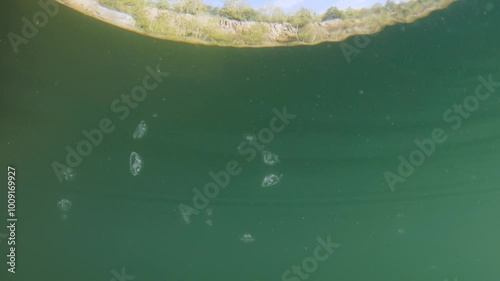 Peach Blossom Jellyfish (Craspedacusta Sowerbii), Swimming In Lake, slow motion footage above and below water, freshwater jellyfish in natural habitat, nature light photo