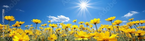 Yellow Wildflowers Blooming Under a Blue Sky