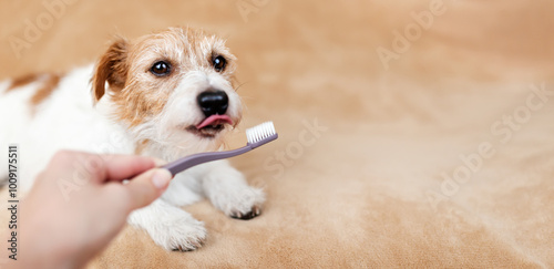 Hand giving toothbrush to a healthy dog to licking it. Pet dental care, teeth brushing banner, or background.