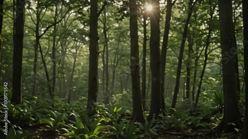 Wallpaper Mural morning in the forest Torontodigital.ca