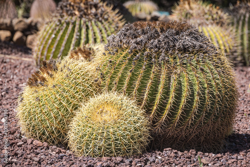 Echinocactus grusonii (Golden Barrel Cactus) photo