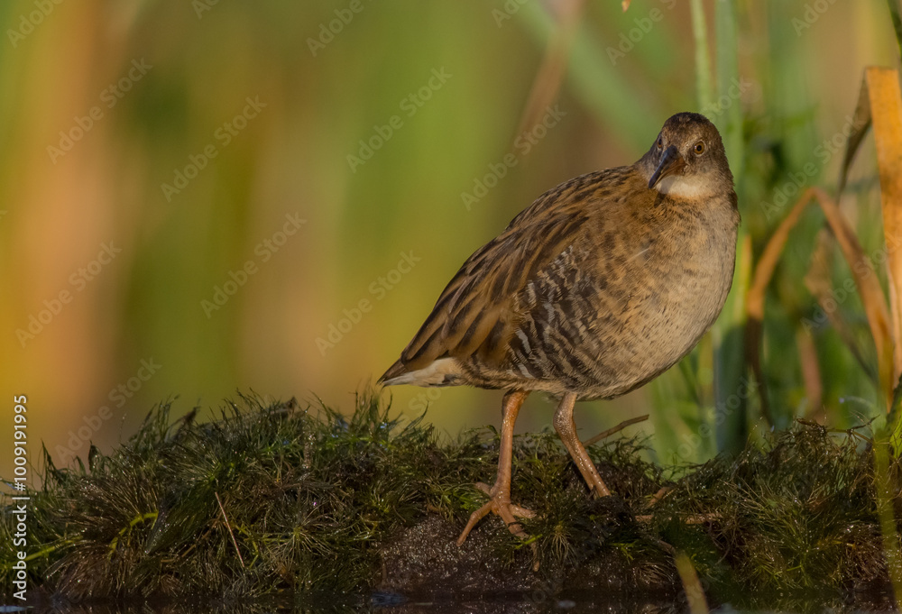 Water Rail - juvenile bird at a wetland in summer