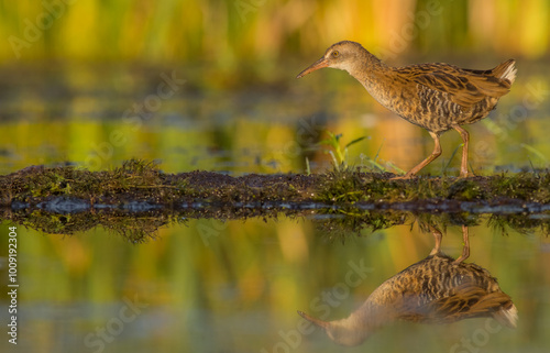 Water Rail - juvenile bird at a wetland in summer