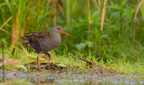 Water Rail - adult bird at a wetland in summer