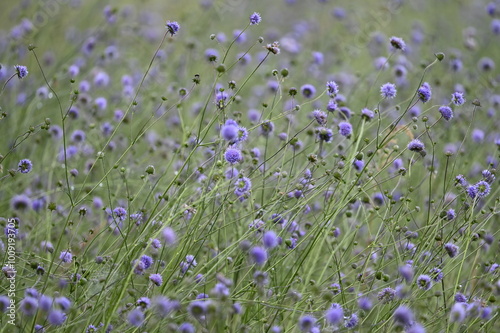 Champs de fleurs violettes photo