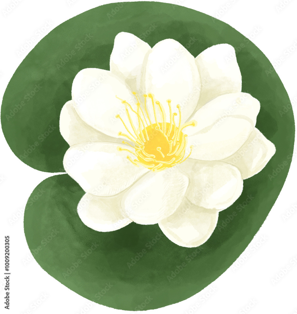 lotus flower isolated lotus flower isolated
