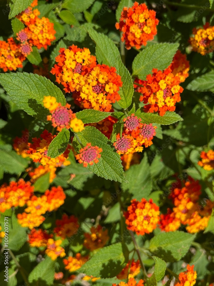 Flowers Flowers