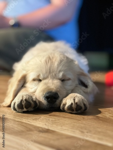 Tired puppy sleeping
