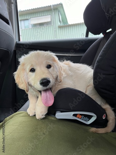 Dog in childs seat