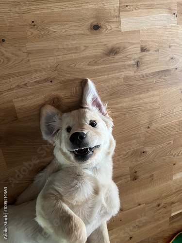 Silly dog
