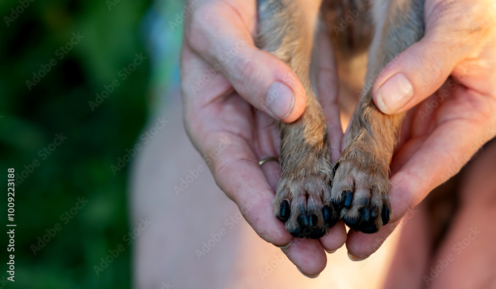 Yorkshire terrier dog portrait indoors with owner touching his head Yorkshire terrier dog portrait indoors with owner touching his head