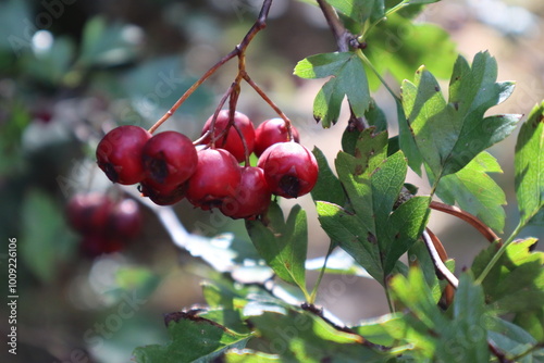 Primer plano de un manojo de bayas de 