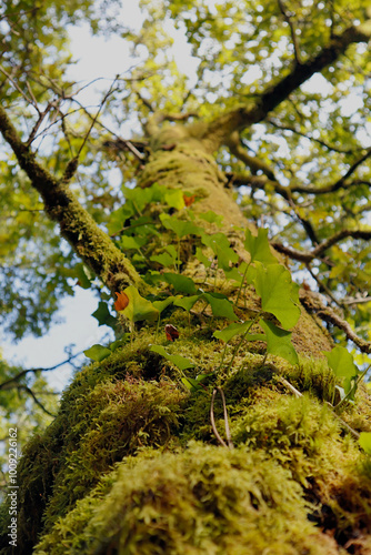 Contrapicado del tronco de un roble cubierto de enredaderas