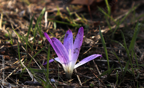 Primer plano de falso azafrán brotando desde el suelo