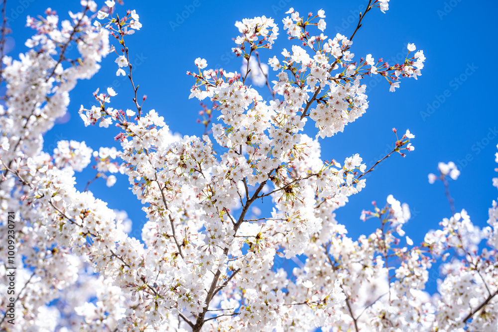 White cherry blossom. Blossom flowers of cherrytree. Spring background with blossom trees. Spring bloom. Blossom white flower. White cherry blossom. Blossom flowers of cherrytree. Spring background with blossom trees. Spring bloom. Blossom white flower.