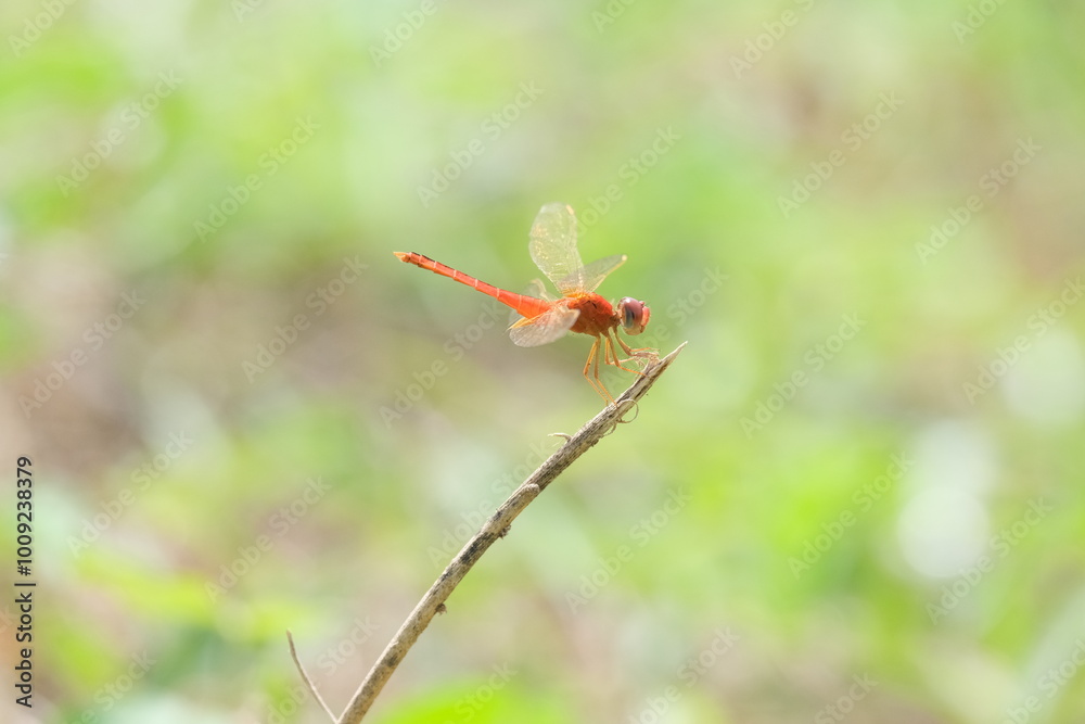 red dragonfly on a leaf red dragonfly on a leaf