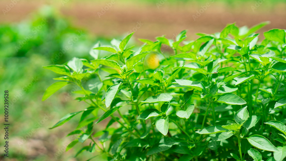 Lemon basil, Hoary basil, Hairy basil (Ocimum africanum) in the backyard garden, Fresh Hoary Basil or Thai Lemon Basil. Lemon basil, Hoary basil, Hairy basil (Ocimum africanum) in the backyard garden, Fresh Hoary Basil or Thai Lemon Basil.