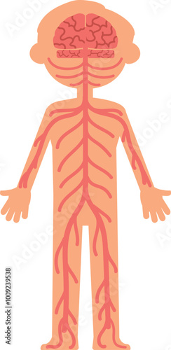 Kid nervous system diagram. Child anatomy illustration