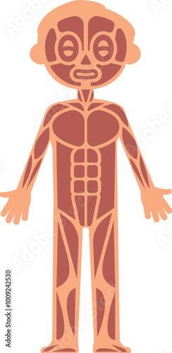 Kid muscular system infographics. Human anatomy illustration