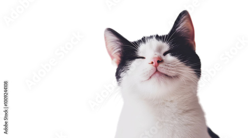 A content black and white cat basking in soft, natural light indoors, on the transparent background. PNG Format