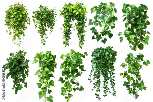 Wallpaper Mural Potted plants suspended from the ceiling, lush and vibrant Torontodigital.ca