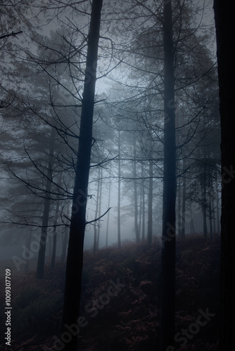 Wallpaper Mural Rising full moon in a foggy woods at dusk Torontodigital.ca